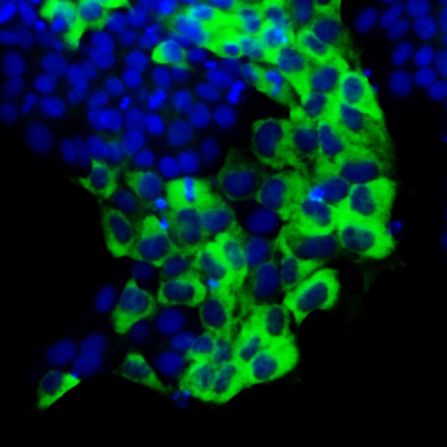 Stem Cells
