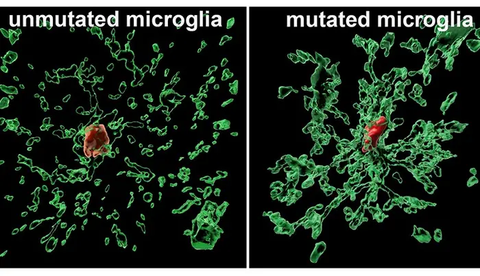 Rutgers neuroscientists Peng Jiang (at right) and Mengmeng Jin conduct research on microglia.