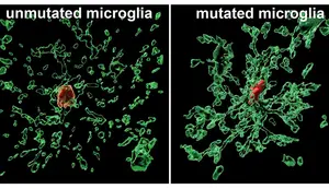 Rutgers neuroscientists Peng Jiang (at right) and Mengmeng Jin conduct research on microglia.
