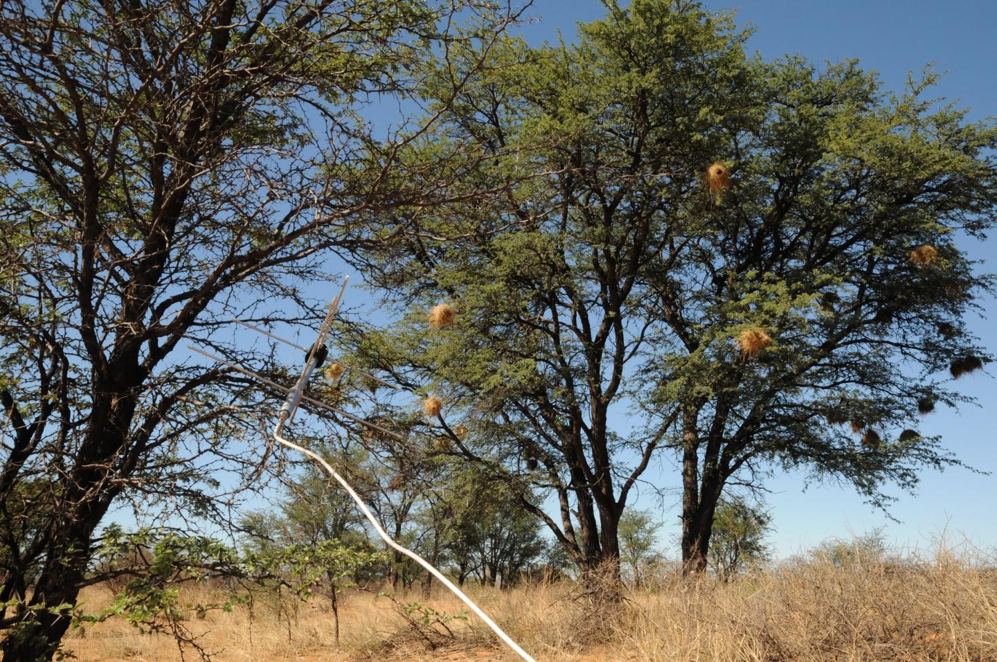 Nesting Tree and Antenna