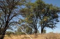 Nesting Tree and Antenna
