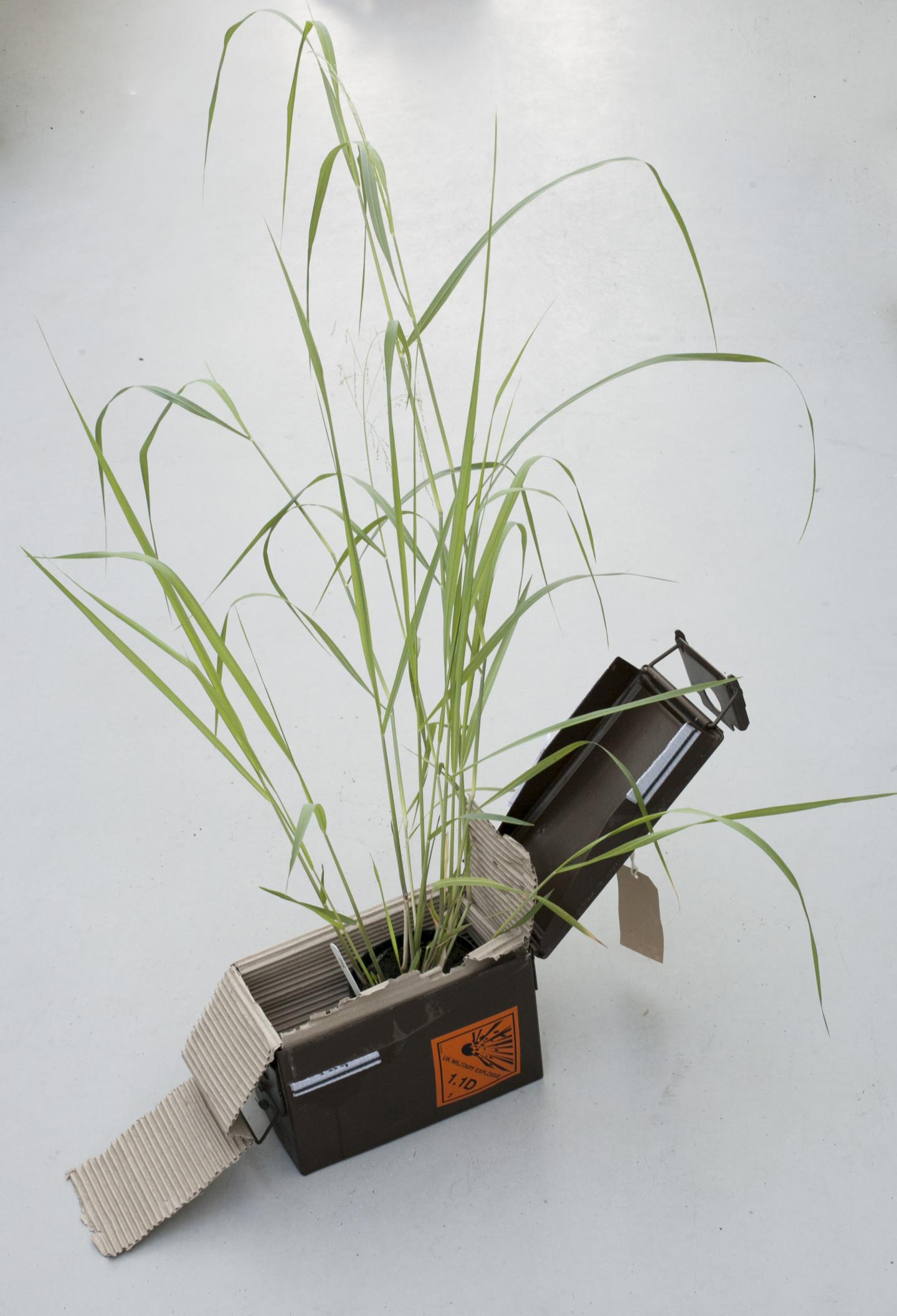 Mutation Protects Plants Against Harmful Explosive, TNT (3 of 4)