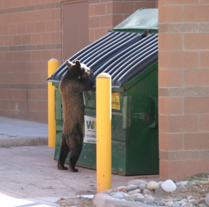 Black Bear in Dumpster