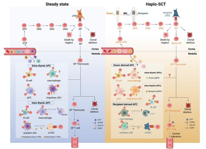 Establishment of Central Tolerance in Steady State and Haplo-HSCT