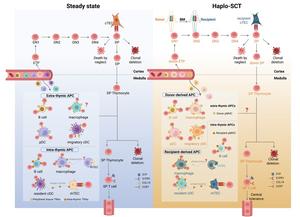 Establishment of Central Tolerance in Steady State and Haplo-HSCT