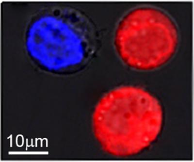 Nanobubbles (1 of 2)