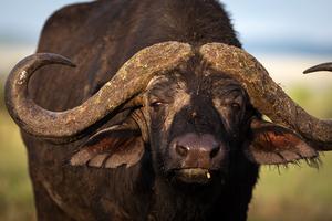 African buffalo