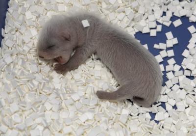 Young Black-Footed Ferret