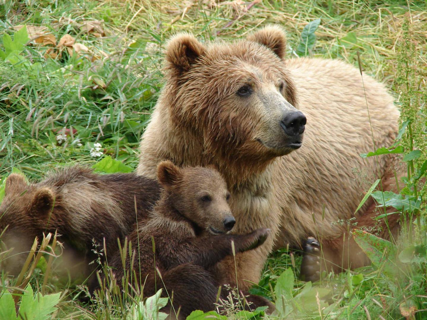 A Single Hair Tells the Tale of a Bear's Diet