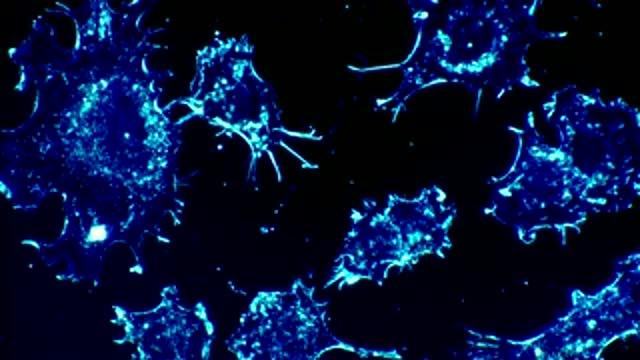The DNA Damage Response Goes Viral: A Way in for New Cancer Treatments