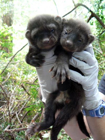 Fisher Kits