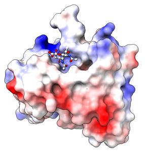Representation of antibody binding the Pse sugar to target bacteria with this sugar for destruction.