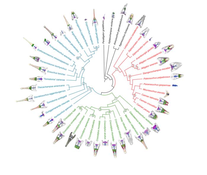 Evolutionary tree of Crocodylia