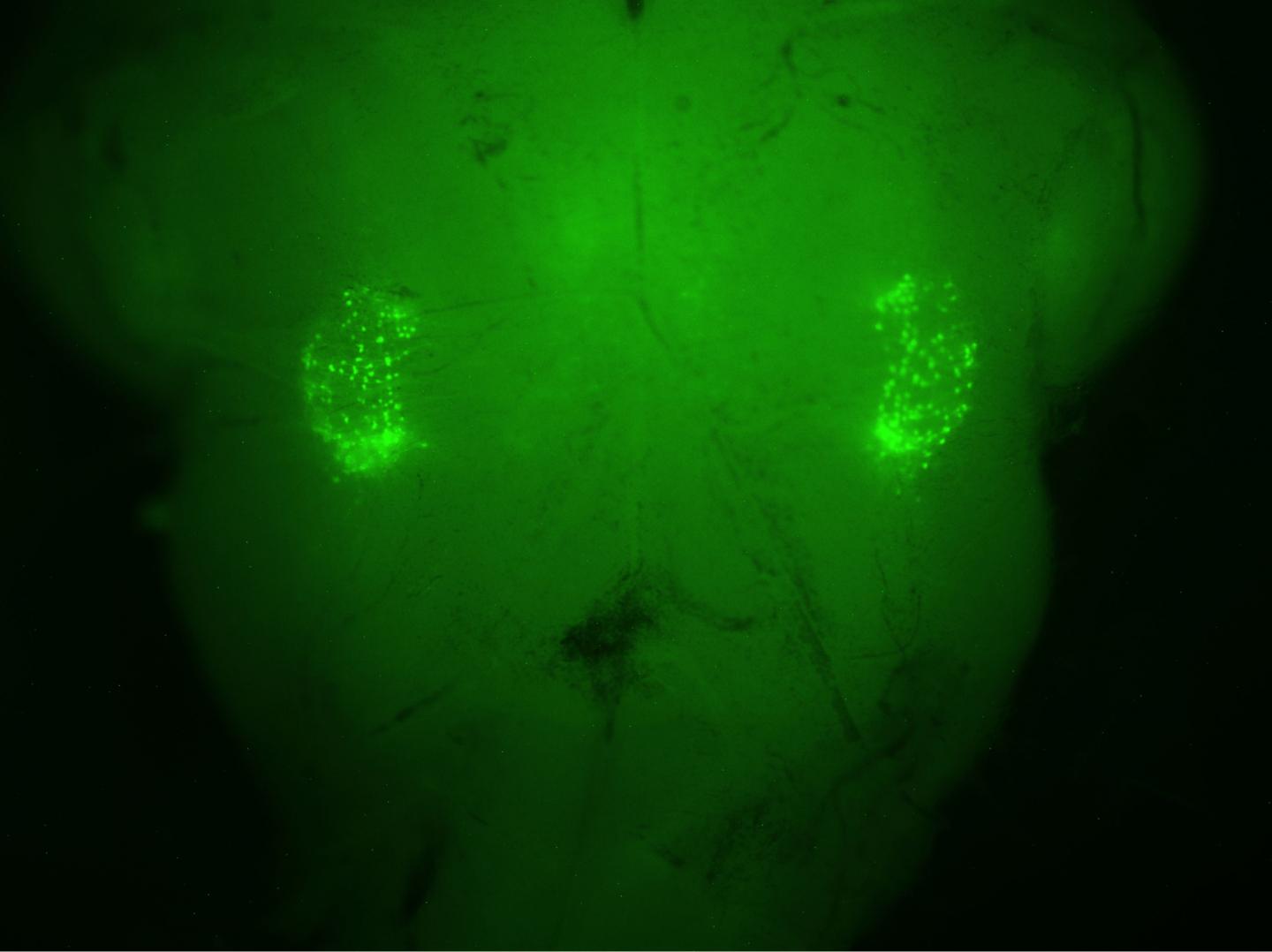 Cells that Make You Sigh
