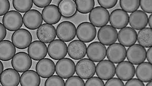 Droplet Cultivation