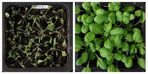 Arabidopsis plant