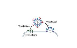 Virus Binding