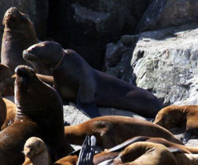 Sea Lion