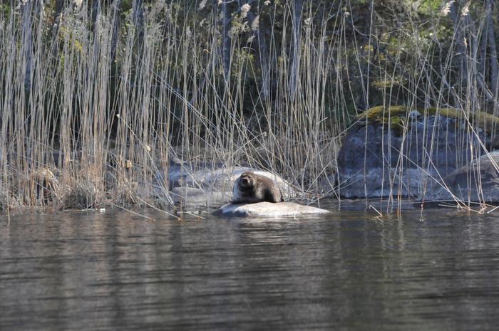 Tuukka,  one of the translocated Saimaa ringed seals.