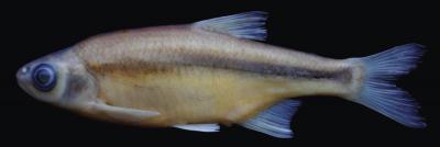 <i>Alburnoides manyasensis</i>