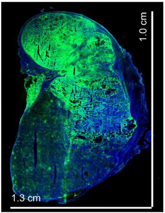 Mouse spleen transformed into a liver