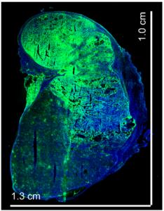 Mouse spleen transformed into a liver