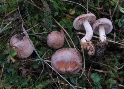 <I>Hebelomagriseopruinatum</I>