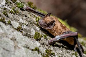 Common noctule bat
