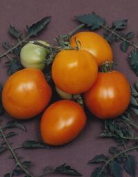 Tangerine Tomato