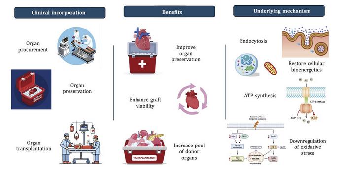 Applications of mitochondrial transplantation across the transplantation continuum.
