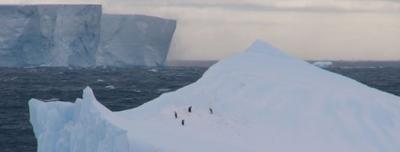 Penguins