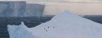 Penguins