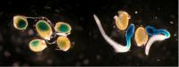 Disregarded Plant Molecule Actually a Treasure