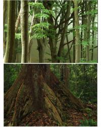 Ecological Processes are the Same Everywhere