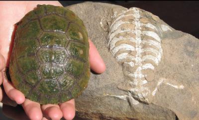Living Turtle
