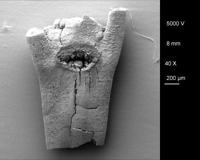 No Single Origin for Agriculture in the Fertile Crescent (5 of 12)