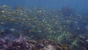 Hidden hormone-habitat relationship revealed in reef fish