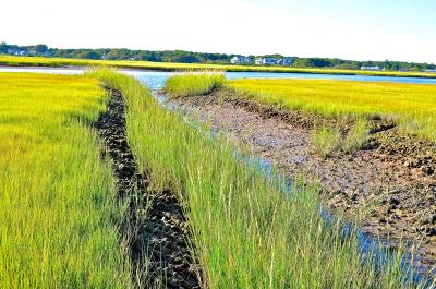 Marsh Recovery