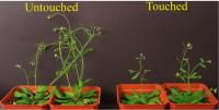 Touch Press Fig