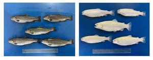 The experiment evaluated the offspring resulting from crossbreeding wild-type females (left) with white albino males