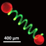 Protocell-Based Micro-Actuator