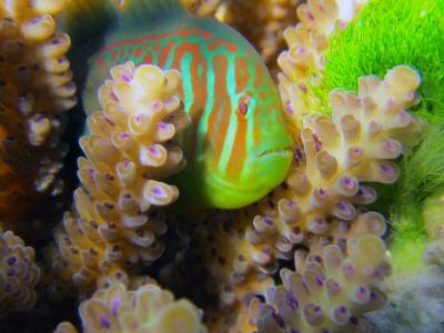 Mutualistic Fish (3 of 3)