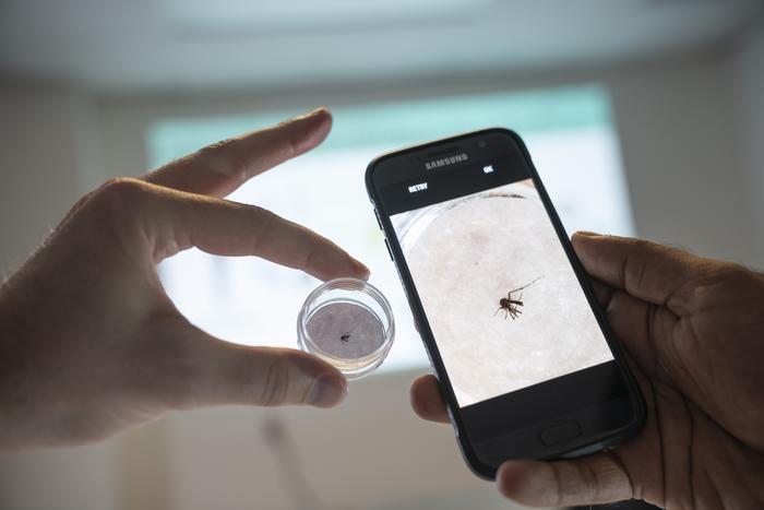 Using AI to ID mosquitoes