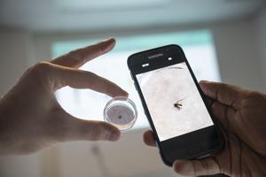 Using AI to ID mosquitoes