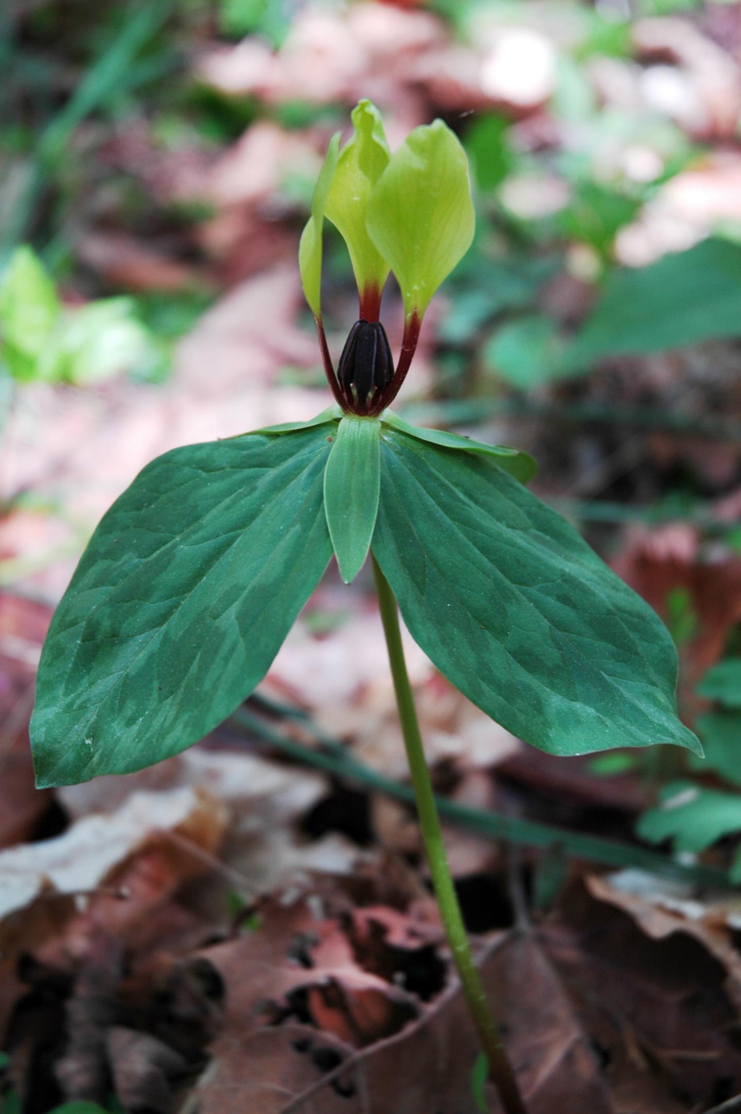 The Rare Trillium Tennesseense