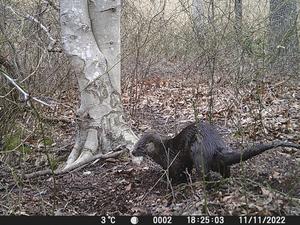 River otter at the SERC