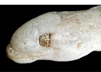 An infected gecko