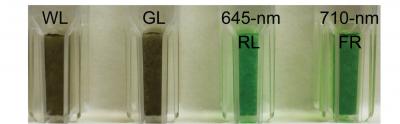 Hot-Spring Bacteria Reveal Ability to Use Far-Red Light for Photosynthesis
