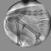 Diagnosis and Treatment Now Possible for Osteoarthritic Cats (2 of 3)