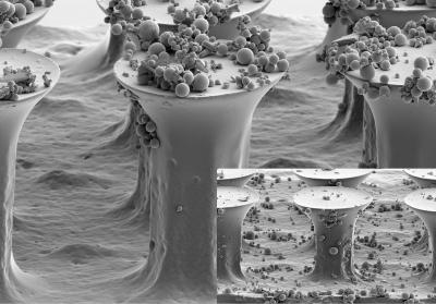 Microhairs Similar to the Gecko's Setae